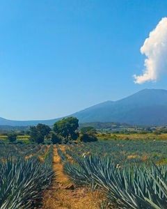 Cantaritos tour Large