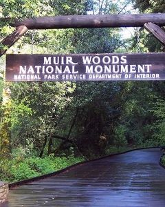 Muir Woods  Large