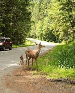 Olympic national park Large